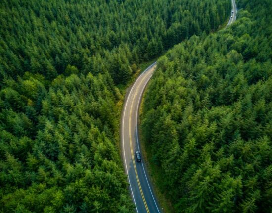 Aerial view of a road winding through managed evergreen forest in Grays harbor County, Washington, USA.